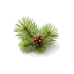 Eterično ulje škotskog bora